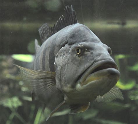 grouper fish taste|Grouper Fish: Size, Recipes, Taste, Nutrition, Price! .